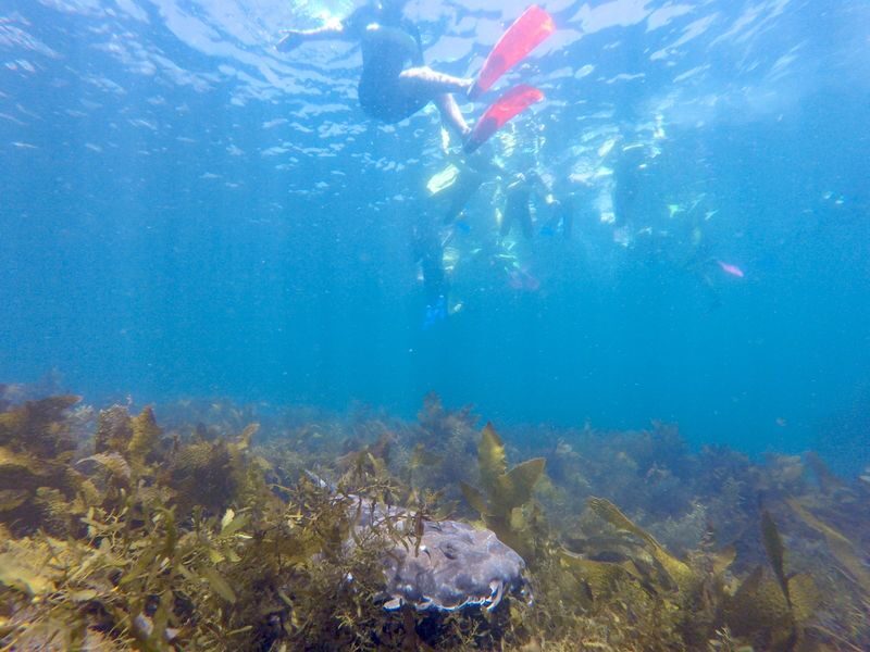 Manly Snorkel Tour with Guided Walking Tour - What the guide adds