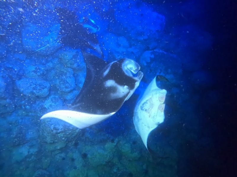 Manta Ray Night Snorkeling in Big Island - A small-group feel, with a few limits