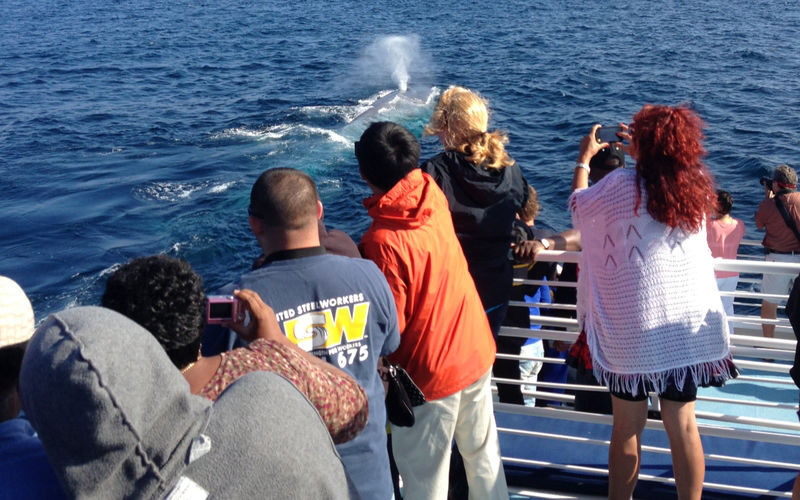 Marine Wildlife Adventure Whale & Dolphin Watching from Long Beach - What the harbor route adds