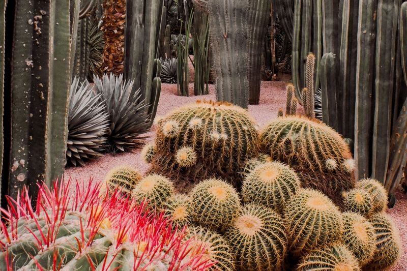Marrakesh: Majorelle Garden Entry Tickets - Following the paths and water