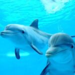 Marsa Alam Dolphin House Full-Day Snorkeling Tour - The crew and service matter on a boat trip