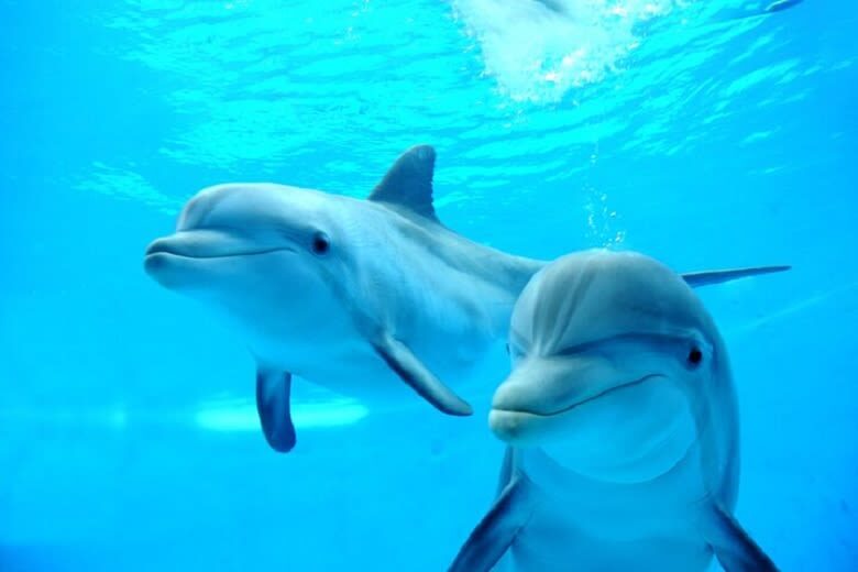 Marsa Alam Dolphin House Full-Day Snorkeling Tour - The crew and service matter on a boat trip