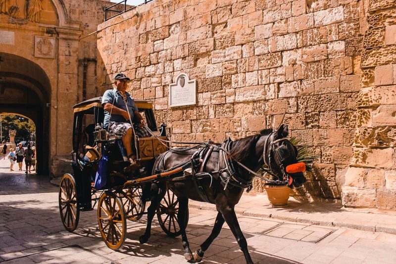 Mdina, Dingli Cliffs and San Anton Botanical Gardens Tour - Dingli Cliffs: Malta from its high edge