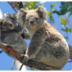 Melbourne Phillip Island Private Tour - Koalas among the trees at the reserve