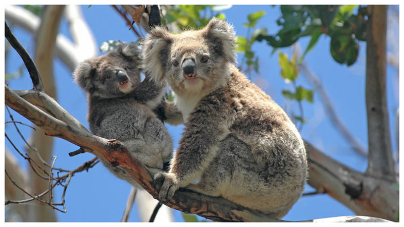 Melbourne Phillip Island Private Tour - Koalas among the trees at the reserve