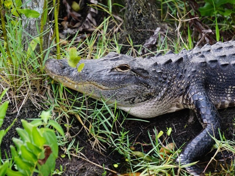 Miami Everglades Holiday Park Half-Day Wildlife Tour - From Lincoln Road to the wetlands