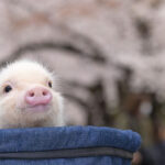 Micro Pig Cafe Experience in Aasakusa - What the room arrangement means
