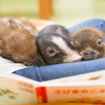 Micro Pig Cafe Experience in Harajuku - The pigs are the highlight, but they set the pace