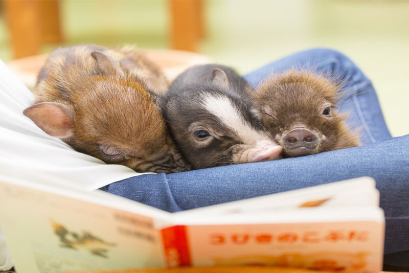 Micro Pig Cafe Experience in Harajuku - The pigs are the highlight, but they set the pace
