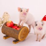 Micro Pig Cafe Experience in Hokkaido - What happens during the one-hour session