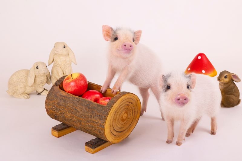 Micro Pig Cafe Experience in Hokkaido - What happens during the one-hour session