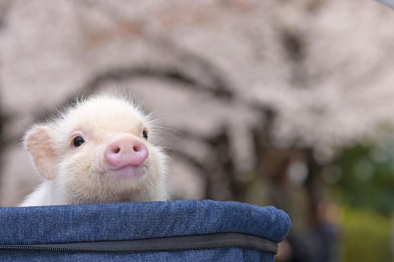 Micro Pig Cafe Experience in Ikebukuro Tokyo - What happens during the one-hour visit