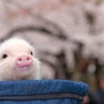 Micro Pig Cafe Experience in Meguro Tokyo - Settling in at the Meguro cafe
