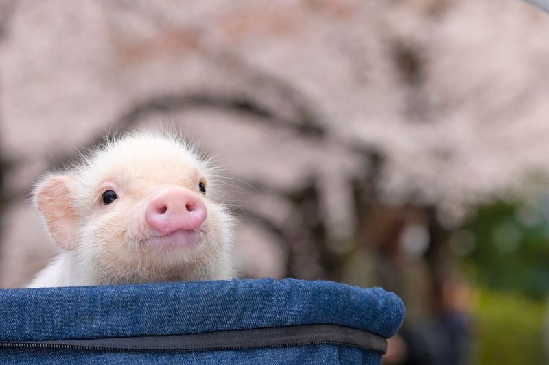 Micro Pig Cafe Experience in Meguro Tokyo - Settling in at the Meguro cafe