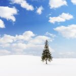 Mini Group for 9 People, Hokkaido Asahikawa & Biei One Day Tour - Biei’s Christmas Tree is a quick countryside stop