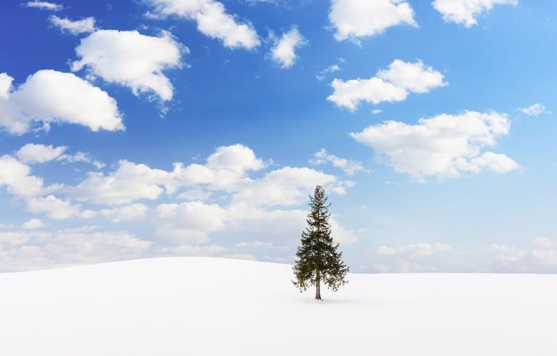 Mini Group for 9 People, Hokkaido Asahikawa & Biei One Day Tour - Biei’s Christmas Tree is a quick countryside stop
