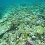 Minna Island Sea Bathing with Marine Activity - Choosing sea bathing, snorkeling, or parasailing