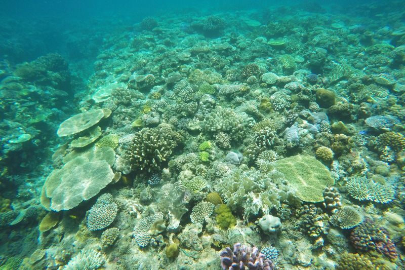 Minna Island Sea Bathing with Marine Activity - Choosing sea bathing, snorkeling, or parasailing