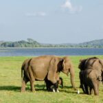 Minneriya National Park Half-day Wildlife & National Park Tour - The jeep ride and the search