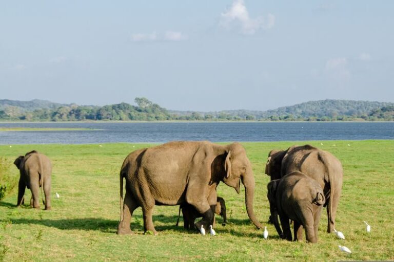 Minneriya National Park Half-day Wildlife & National Park Tour - The jeep ride and the search