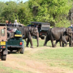 Minneriya National Park Private Safari - A private jeep and a three-hour park visit