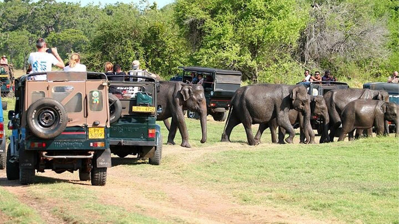 Minneriya National Park Private Safari - A private jeep and a three-hour park visit