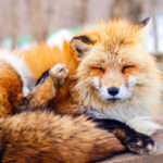 Miyagi Ginzan Onsen and Fox Village Full-Day Interactive Tour - Zao Fox Village: see the animals, keep expectations grounded