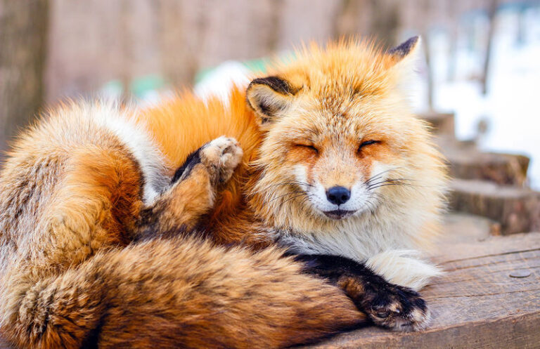 Miyagi Ginzan Onsen and Fox Village Full-Day Interactive Tour - Zao Fox Village: see the animals, keep expectations grounded