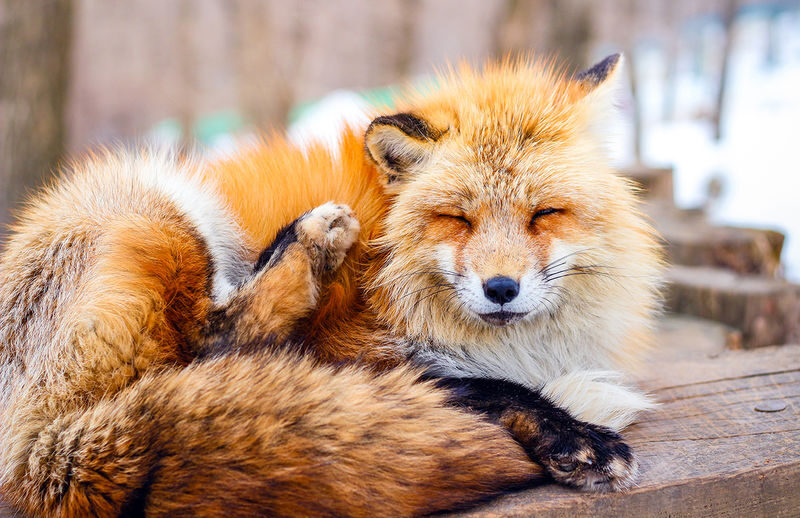 Miyagi Ginzan Onsen and Fox Village Full-Day Interactive Tour - Zao Fox Village: see the animals, keep expectations grounded