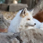 Miyagi Zao Okama Crater & Fox Village Day Trip (From Sendai) - Shiroishi Castle, the rainy-day alternative