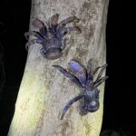 Miyako Island:Exploring the jungle under the stars and at night - Stars, sea air, and a photo to take home