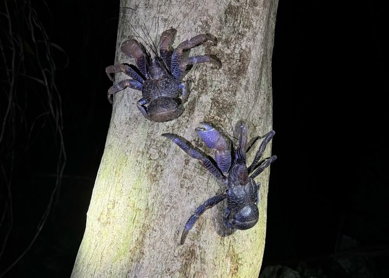 Miyako Island:Exploring the jungle under the stars and at night - Stars, sea air, and a photo to take home