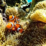 Miyako Island: Swim with Sea Turtles! Snorkeling + Photos - What happens once you arrive