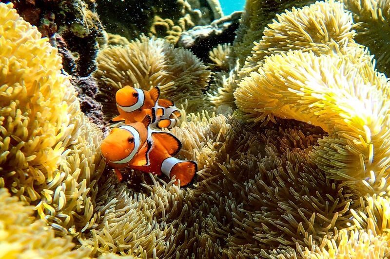 Miyako Island: Swim with Sea Turtles! Snorkeling + Photos - What happens once you arrive