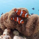 Miyakojima "100% Encounter Rate Continues" [Private Sea Turtle Snorkeling] | Beginners OK, Free Photo Data, Same-Day Booking Available, Pick-up/Drop-off Consultation Available - A private guide can make a real difference