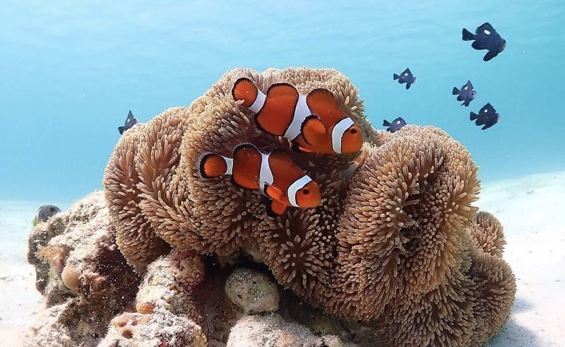 Miyakojima "100% Encounter Rate Continues" [Private Sea Turtle Snorkeling] | Beginners OK, Free Photo Data, Same-Day Booking Available, Pick-up/Drop-off Consultation Available - A private guide can make a real difference