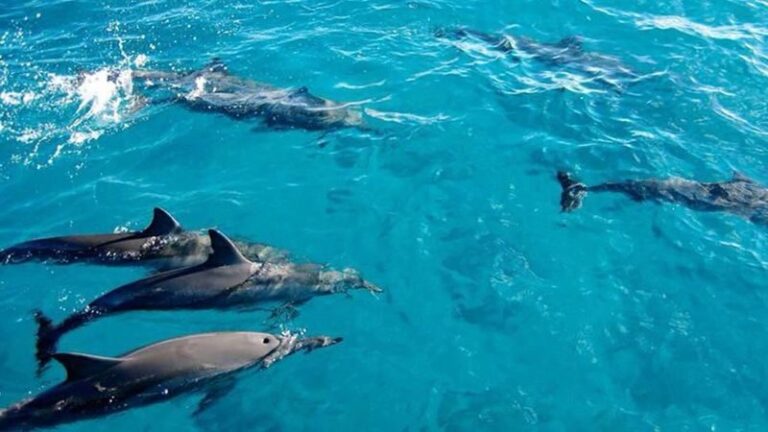 Mnemba island snorkeling tours & Dolphin Tours Zanzibar Half-day Private & Dolphin Watching Tour - What snorkeling around Mnemba may mean for your day