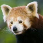 Mogo Wildlife Park Ticket - Close views of primates and big cats