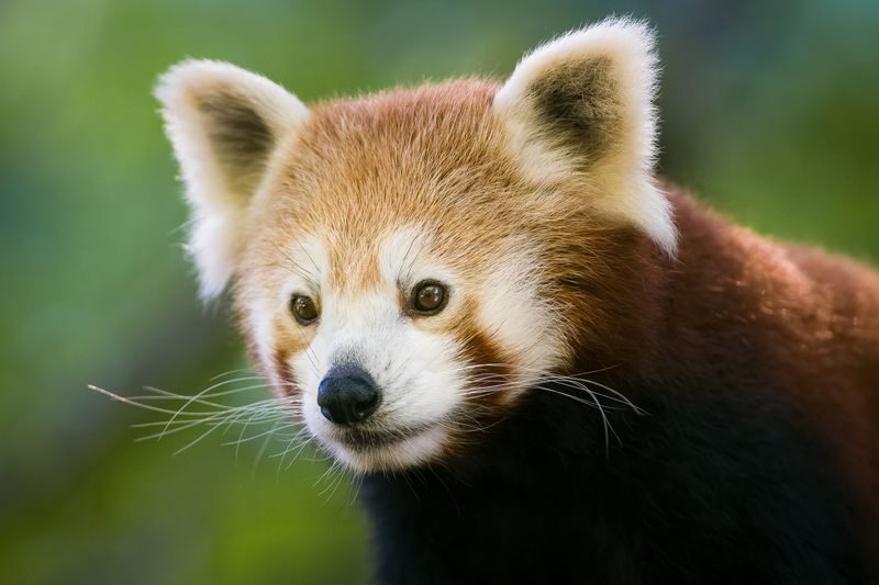 Mogo Wildlife Park Ticket - Close views of primates and big cats