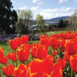 MONA Boat Cruise and Hobart City Morning Tour - From Battery Point to Rosny Hill