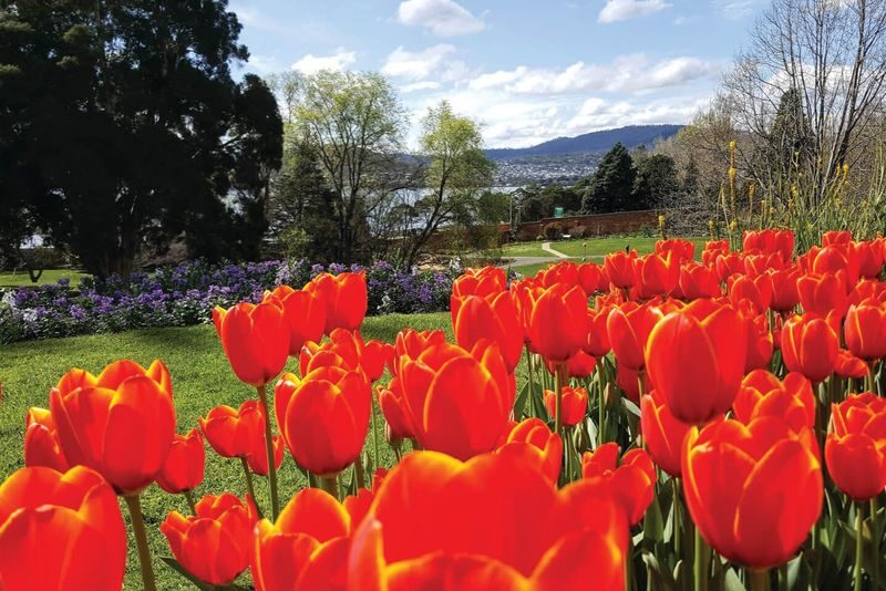 MONA Boat Cruise and Hobart City Morning Tour - From Battery Point to Rosny Hill
