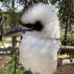 Moonlit Sanctuary and Brighton Beach Boxes Half Day Tour - Two hours among Australian animals at Moonlit Sanctuary