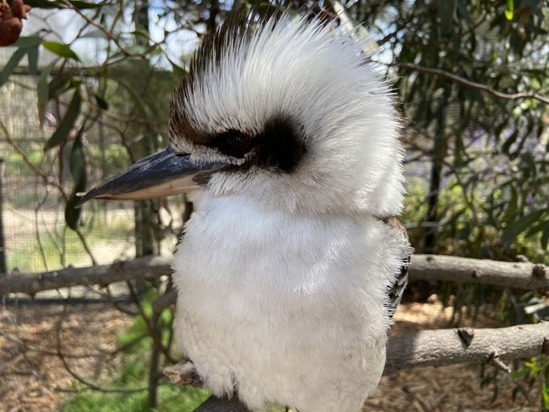 Moonlit Sanctuary and Brighton Beach Boxes Half Day Tour - Two hours among Australian animals at Moonlit Sanctuary