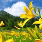 Morning departure-Shinjuku day trip: ＜Hatotoge Pass＞ A day trip to the distant "Oze" where wild flowers bloom - What to expect at Yamanohana and Ushikubi