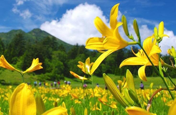 Morning departure-Shinjuku day trip: <Hatotoge Pass> A day trip to the distant "Oze" where wild flowers bloom - What to expect at Yamanohana and Ushikubi