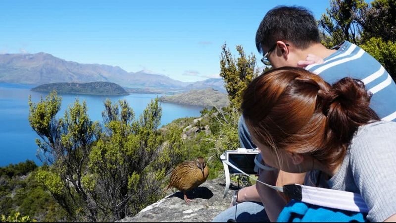 Mou Waho Island Cruise & Nature Walk Tour - Crossing Lake Wanaka on Moutimu