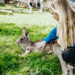 Mount Field, Bonorong Wildlife Sanctuary and Richmond Tour - Bonorong: devils, wombats and hand-fed kangaroos