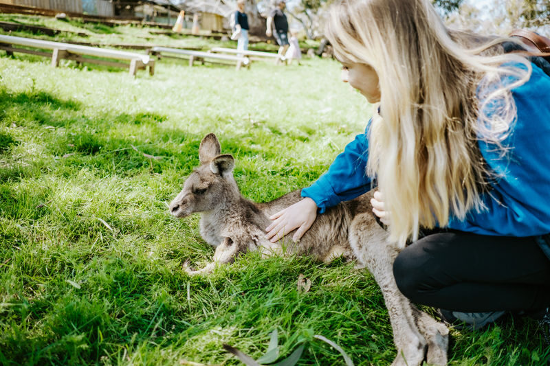 Mount Field, Bonorong Wildlife Sanctuary and Richmond Tour - Bonorong: devils, wombats and hand-fed kangaroos