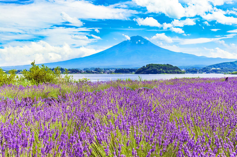 Mount Fuji Day Tour: Arakurayama Sengen Park, Mount Fuji 5th Station, Lake Motosu Shiba Sakura, Oishi Park, Lake Yamanaka Cruise or Optional Hot Spring Experience | Departing from Tokyo - Arakurayama or the 5th Station: two very different Fuji views