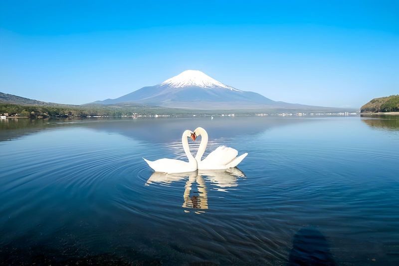 Mount Fuji & Gotemba Outlets Small Group Day Trip with Driver-Guide service & Optional hotel pickup - A driver-guide makes the day easier to manage